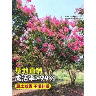 Crape Myrtle Saplings Courtyard American Red Rocket Potted Villa Courtyard Flower Plants Greening Four-Season Blooming Crape Myrtle Flowers