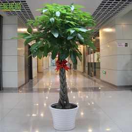 辫子发财树大棵发财树室内盆栽招财树办公室客厅旺宅招财绿植四季