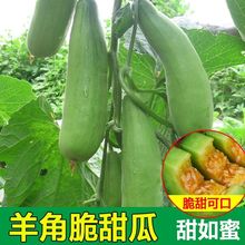 羊角蜜瓜种子 甜脆播甜瓜香瓜庭院蔬菜种子羊角蜜甜瓜种籽大果种