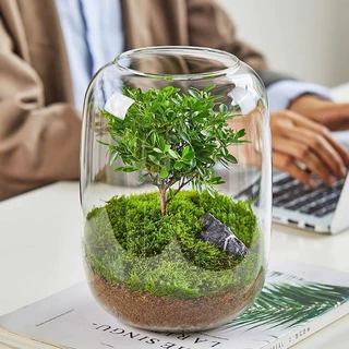 生态水培植物瓶玻璃花瓶装饰微景观小鱼缸办公室桌面客厅摆件批发