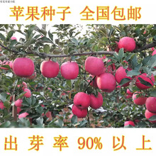 优选柱状苹果树种子 约20粒/包 盆栽观赏食用阳台树 健康果树