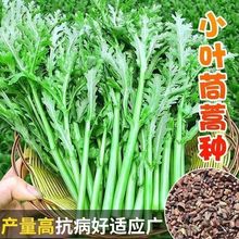 茼蒿种子多次采收早熟小叶茼蒿皇帝菜籽四季播种耐热盆栽蔬菜种子