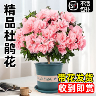���N�������҃����̨�_���Ϙ��ذꎧ�����Gֲ���B�׻�ܾGֲ��