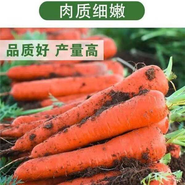 One pound of carrot seeds