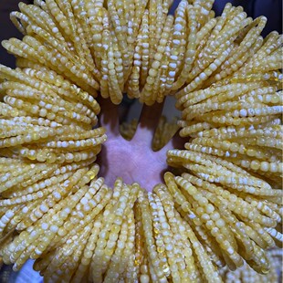 �ɍ����SԴ�^ ԭ�V��Ϟ���l��׻����������ִ�4-6mmֱ����Ʒ�ִ�