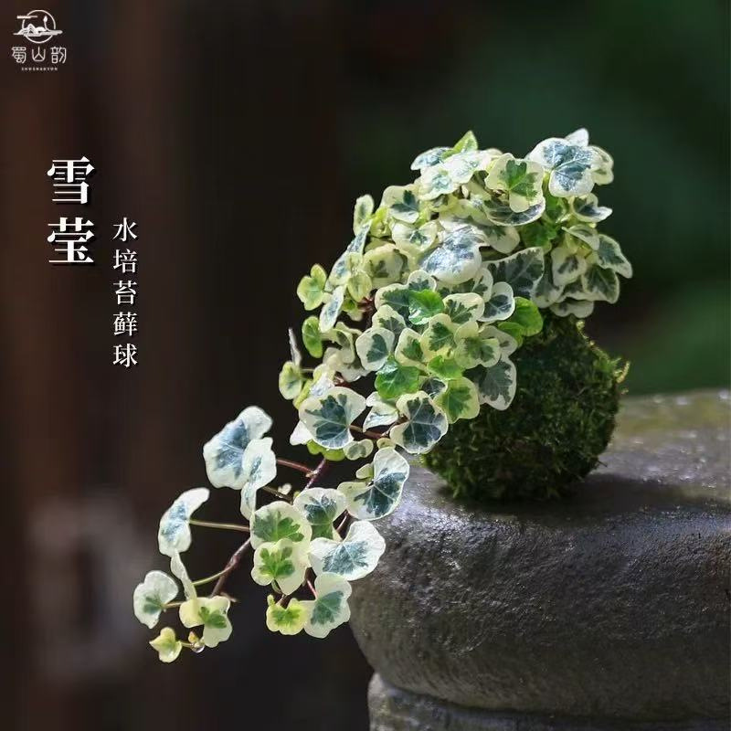 Hydroponic Plants, Snow-Tinged Ivy Potted Plants, Rare Hanging Plants, Ivy Climbing Plants, Indoor Moss Balls, Green Plants Hydroponic Plants, Snow-Tinged Ivy Potted Plants, Rare Hanging Plants, Ivy Climbing Plants, Indoor Moss Balls, Green Plants