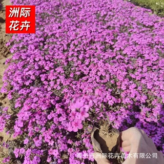 福禄考花卉 多色地栽植物花卉 庭院别墅园林景观工程草花禄考花苗