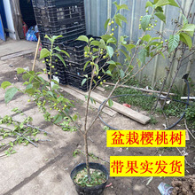 果树苗盆栽樱桃地栽樱桃树嫁接苗带果实带土发货南北方种植