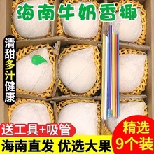 海南牛奶椰皇椰白新鲜当季孕妇水果椰香浓郁汁水现摘整箱批发代发