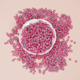 5mm dragon fruit 3g