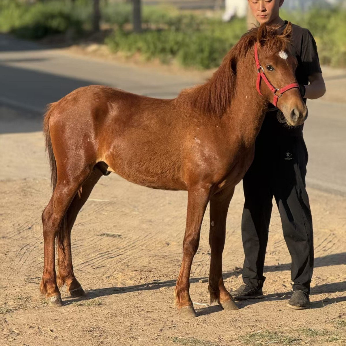 Purebred German Dwarf Horse Mini Dwarf Horse Pulling Carriage Small Dwarf Horse Children Riding Dwarf Horse Estate Scenic Viewing