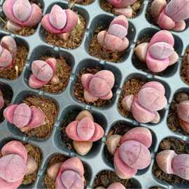 紫地玉  紫帝玉   生石花2-3cm