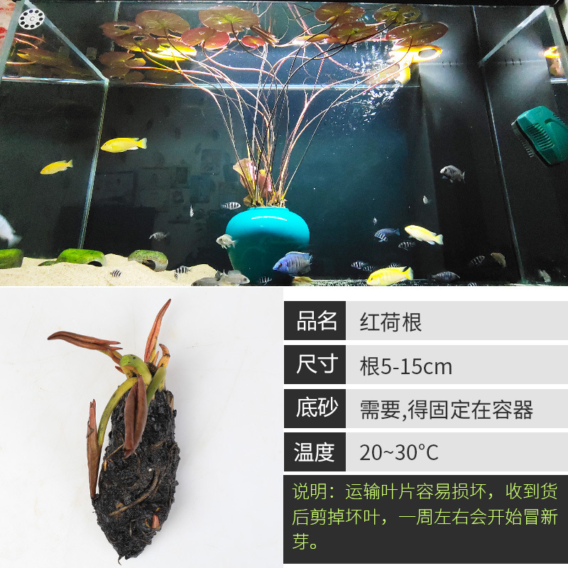 水槽造園パッケージ、水ヤシ、沈木、本物の水、淡水、無土壌植物、酸素化、低パール|undefined