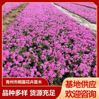 多色地栽植物丛生福禄考盆栽苗 花海花坛景观绿化工程芝樱花杯苗