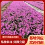 景观工程多色地栽花坛
