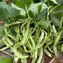 �ض������ǷN�Ӳ���ܑ��˿ɷN�N���ļ����ǷN���߲˺����׷N�ļ�