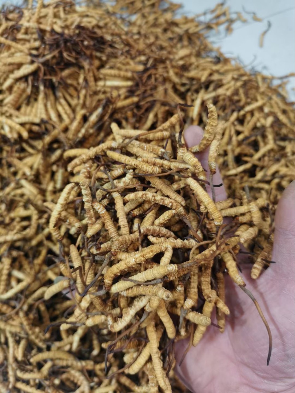 批发冻干虫草 冬虫夏草 断草17358663512
