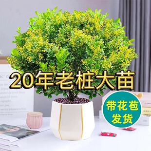 Authentic Perfume Milan Flower Potted Plant That Blooms in All Seasons, Balcony Courtyard, Easy to Maintain, Purifies the Air, Absorbs Formaldehyde, Green Plants