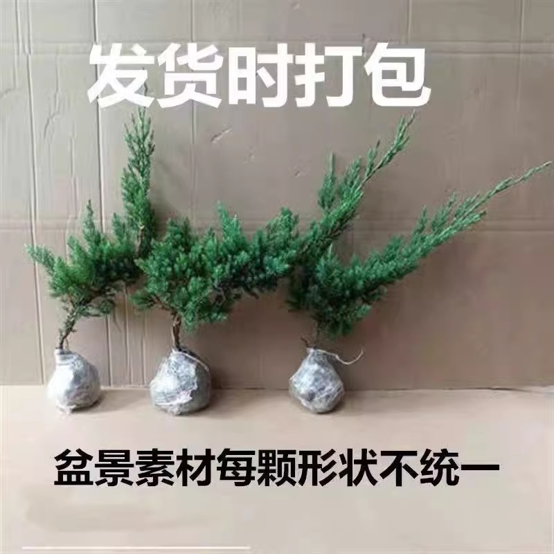 地柏苗树桩地柏树苗盆景地柏盆栽迎客松小苗沙地柏苗龙柏树苗四季