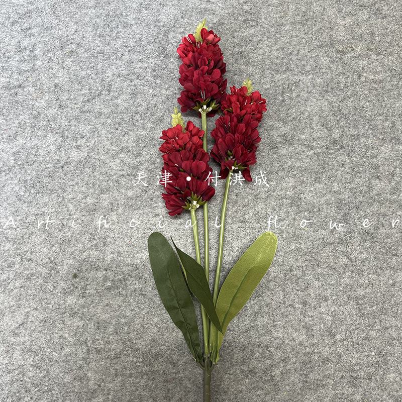 라벤더