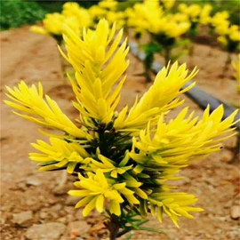 乔木;灌木;盆栽