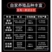 珍珠蚌自己开蚌取珍珠淡水活蚌壳河蚌多珠单珠鲜活真空打批发