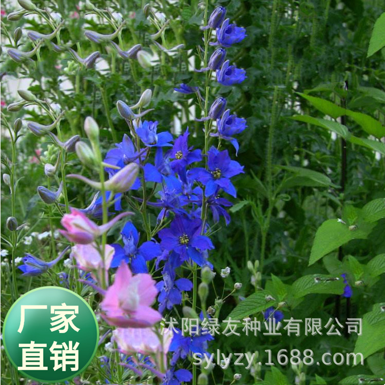 批发一二年生草本植物 观赏花草草籽  千鸟草种子 大花飞燕草花籽