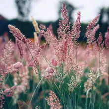 ���۲݌��~ȸ�޹������͟��ͺ���β���o�²ݷN�Ѱ�ϲ