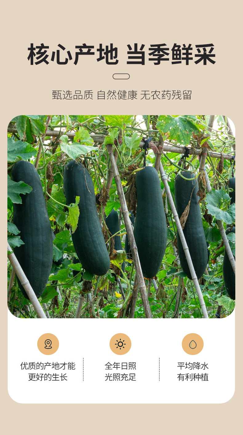 Dried Winter Melon Cubes Dong Gua Pi Tea Cut 500g Bulk Herbal Tea Ingredient quality and texture