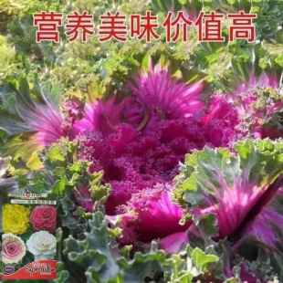 ������¸��{�N�ӿ�ʳ�� �^�p�����ϼt�۰׾Gɫ�ļ��ˈ@�̨����