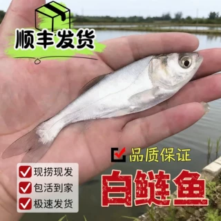 白鲢鱼淡水养殖鲜活鱼食用冷水观赏鱼白条头胖头鲢鳙顺丰包邮