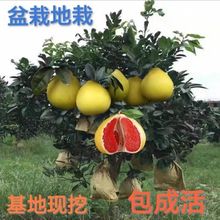 �������Ә���t�ļt�����ּ޽����t���ֹ������ϱ����Nֲ���Ե���