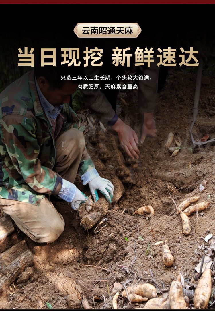 Fresh Wild-Simulated Black Gastrodia Tian Ma 500g Gift Box Yunnan Zhaotong Xiaocaoba Newly Harvested quality and texture