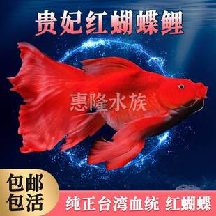�Ї��t���������w�^�p��ˮ�~������Ѫ�����F���߱���β�߱��{���^