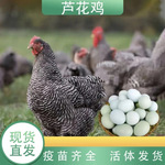 散养正宗一斤芦花鸡苗 高产绿壳蛋鸡 汶上青年芦花鸡纯种活苗