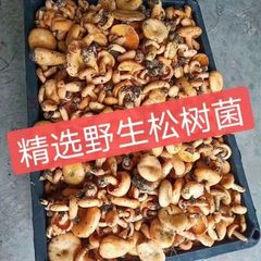 野生松树菌寒菌乌枞菌松乳菇三九菇谷熟菌乌松菌重阳菌干货