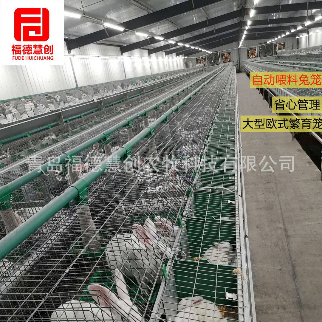 兔子养殖设备 12笼位自动喂料繁育一体欧式兔笼