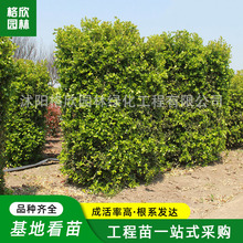 供应瓜子黄杨柱 园林工程绿化苗木街道公路造型装饰树小叶黄杨柱