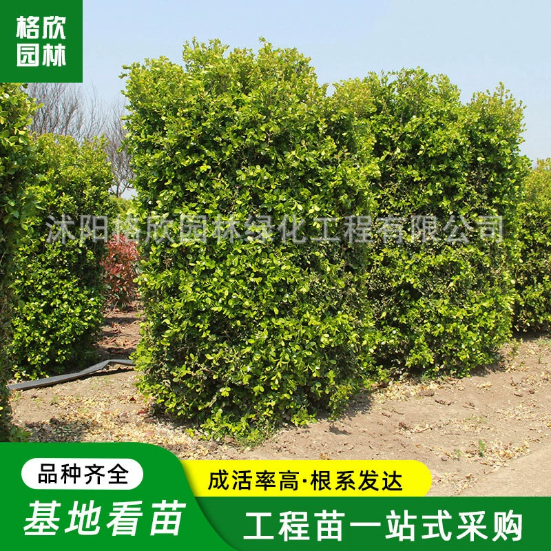 Поставка семян дыни и колонны тополя садовая инженерия озеленение саженцев моделирование уличной дороги декоративная листовка дерева и колонна тополя