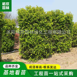 供应瓜子黄杨柱 园林工程绿化苗木街道公路造型装饰树小叶黄杨柱