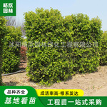供应瓜子黄杨柱 园林工程绿化苗木街道公路造型装饰树小叶黄杨柱