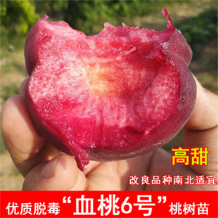 �޽���Ʒ�N�F��Ѫ���Ҙ������AѪ�Ҙ�������Ѫ�Ү���Y���ϱ��Nֲ