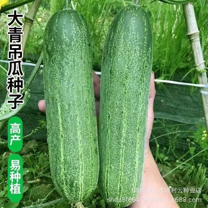 大吊瓜种子青皮油绿黄瓜种籽春秋季夏天耐热蔬菜种子高产抗病无刺