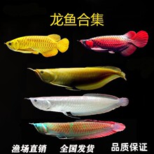 七彩银龙鱼活体鱼苗风水鱼金龙鱼红龙鱼黄化银龙鱼热带观赏鱼包活