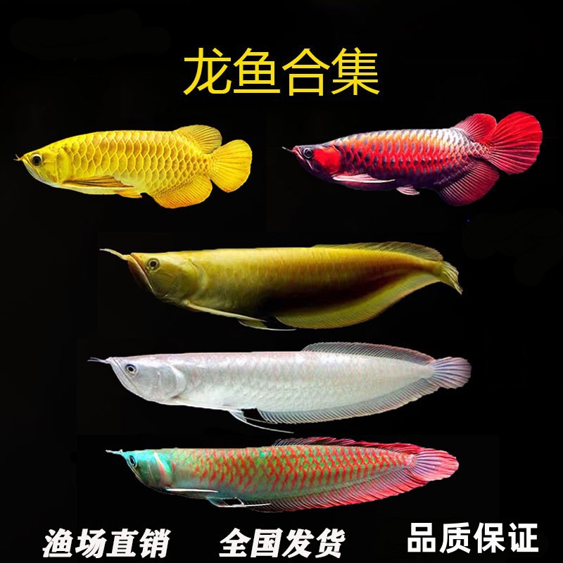 七彩银龙鱼活体鱼苗风水鱼金龙鱼红龙鱼黄化银龙鱼热带观赏鱼包活