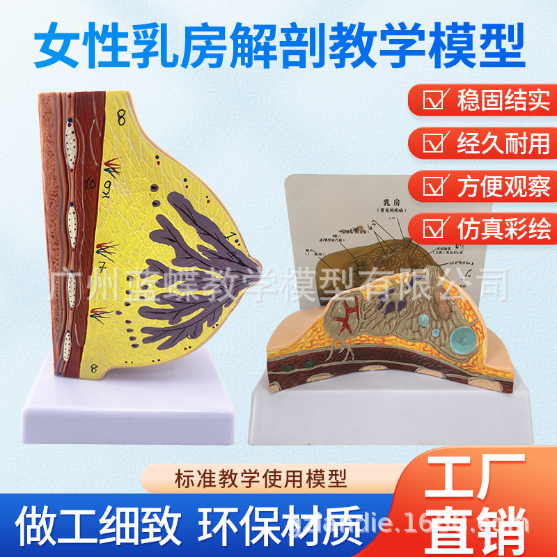 Ů���鷿�����ز��鷿�ṹ�첡������ģ�� �����ڴ���ʦ���ƽ̾�