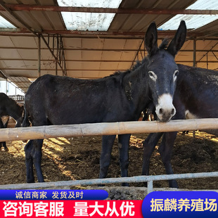 ���������H�BֳЧ�� ���۵������H ���H�� Сë�H���^�H ���H�̵�