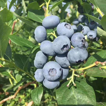 {ݮ玧l؛YͥԺNֲYϱm