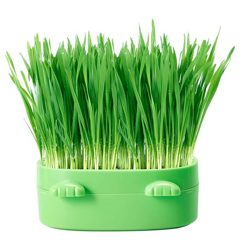 hierba para gatos perezosos semillas de trigo hidropónico sin suelo bulbos de pelo para gatos adultos bulbos de pelo para gatos jóvenes semillas de pelo para gatos menta para gatos artículos para gatos