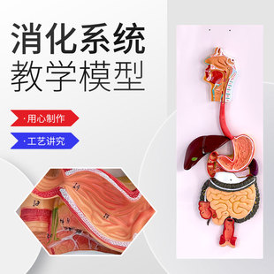 消化系统解剖模型 人体消化系统解剖模型 肝模型 胃模型大肠模型-阿里巴巴